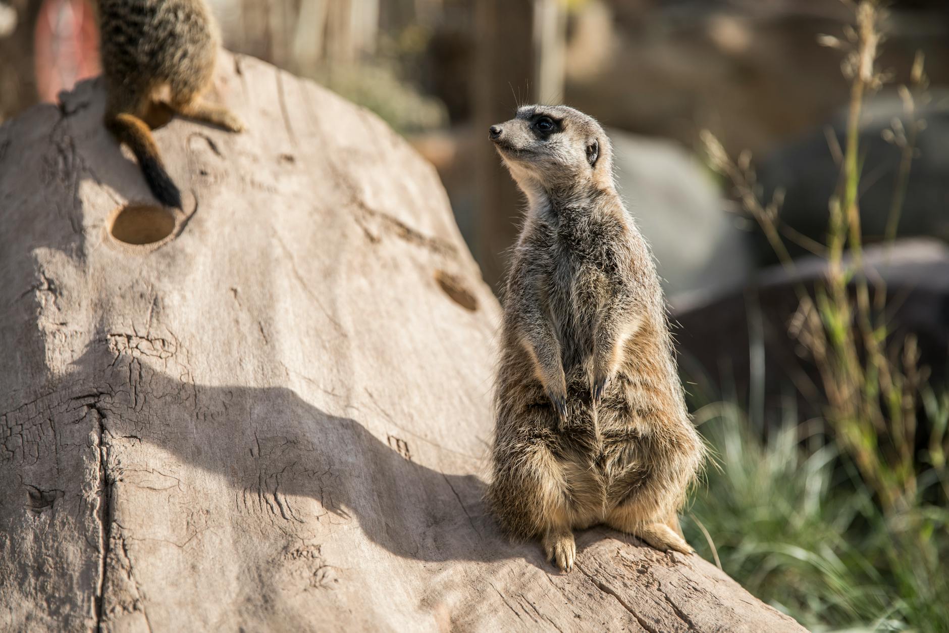 A meerkat stands alert on a log in a sunlit outdoor setting, showcasing its natural behavior.