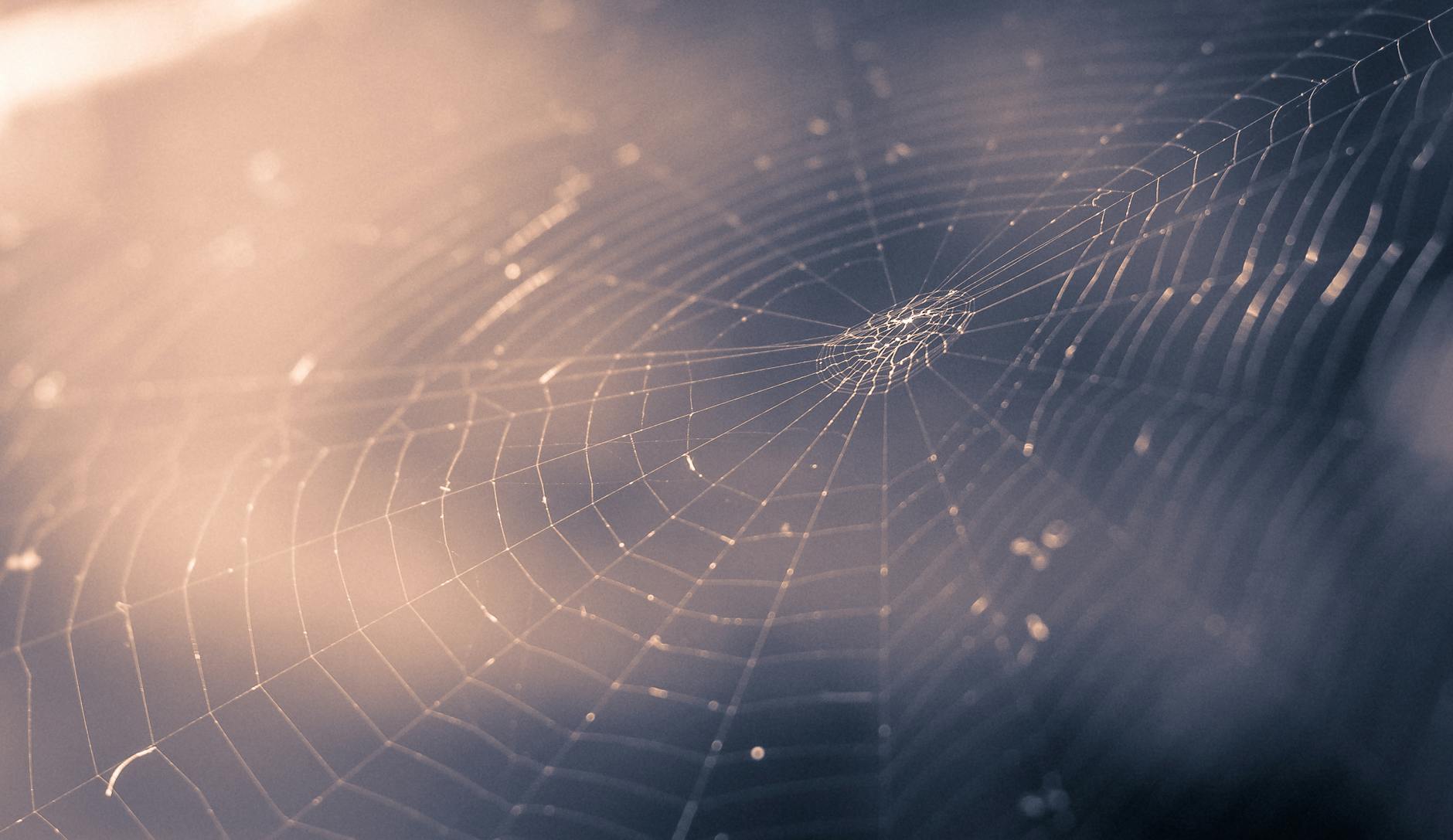 Close-up of a spider web beautifully illuminated by soft sunlight, highlighting its intricate patterns.