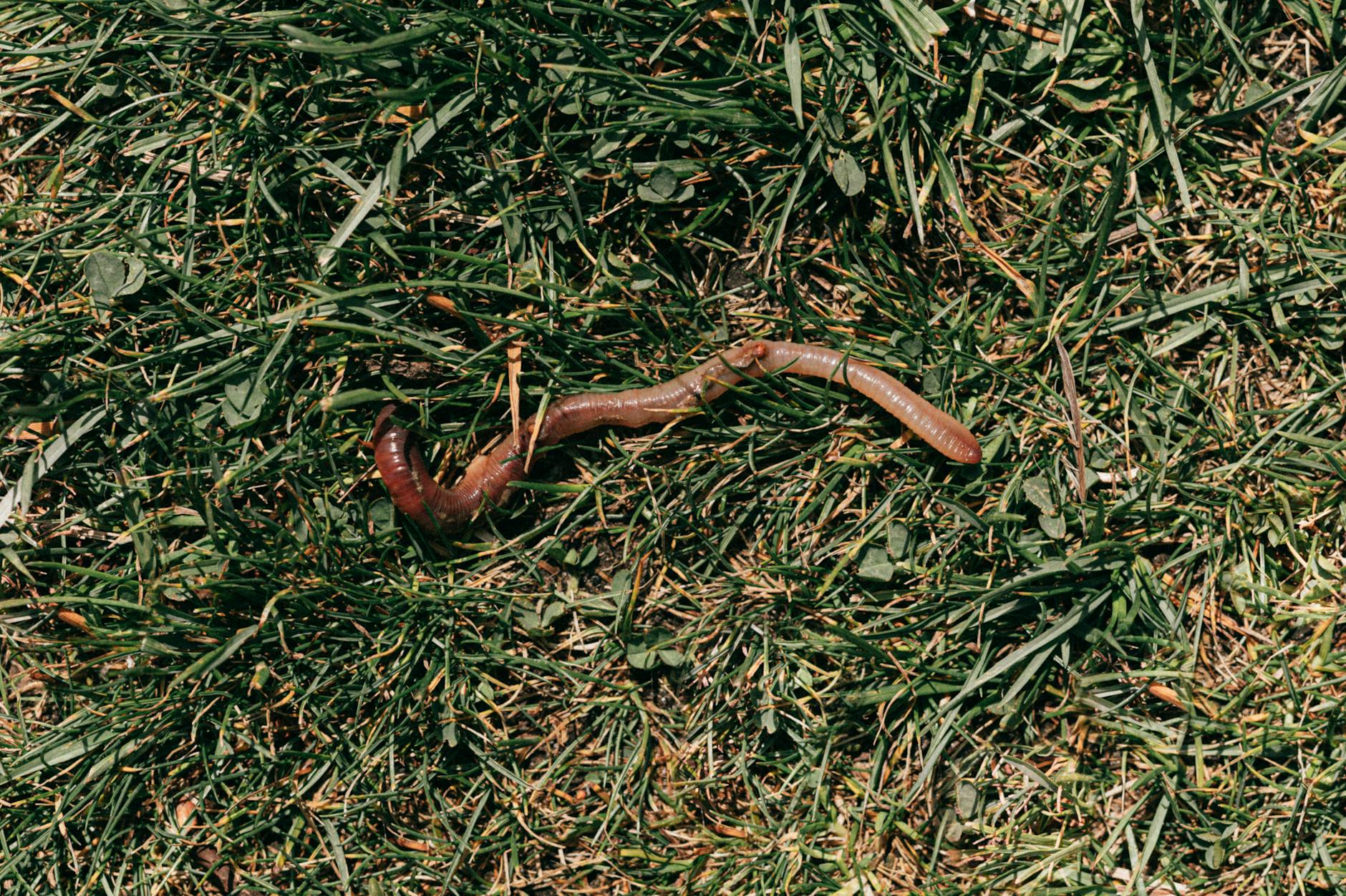 Close-up of an earthworm crawling on fresh green grass, highlighting natural soil ecology.